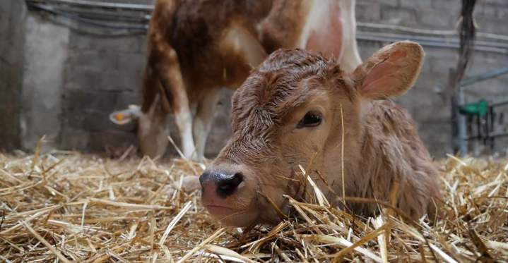 La ferme du producteur de fromage de vache Puy-d'Arnac